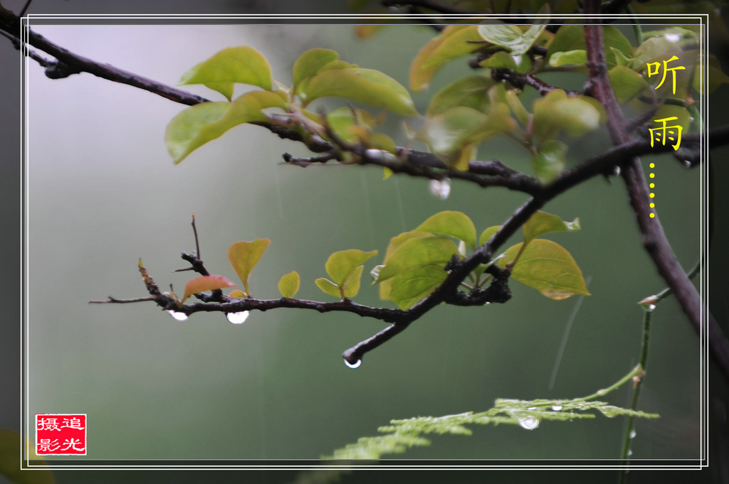 听雨 摄影 追光随影