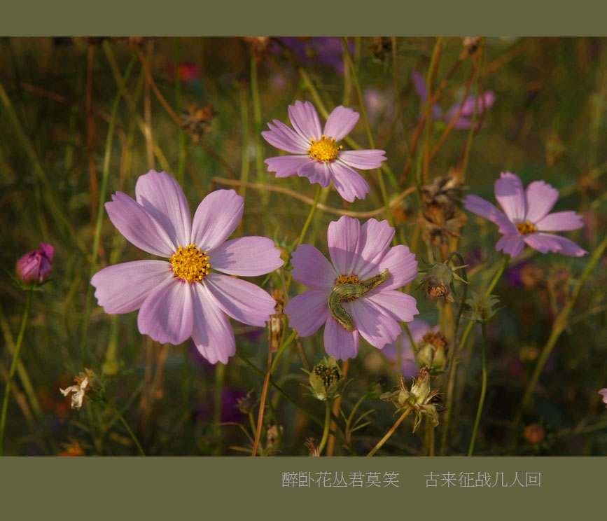 醉卧花丛 摄影 谷雨点豆