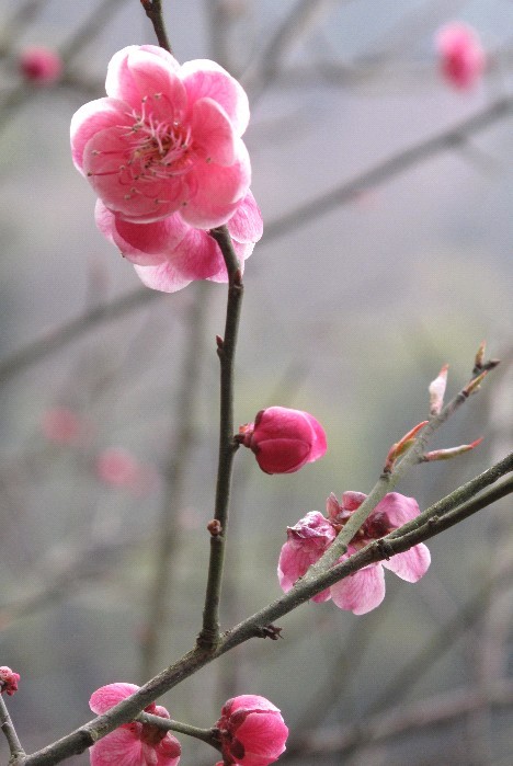 万花筒--晶莹 摄影 清清芙蓉