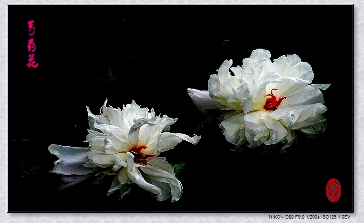 芍药花 摄影 九里堤