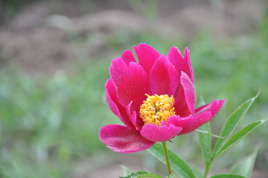 芍药花 摄影 一世缘