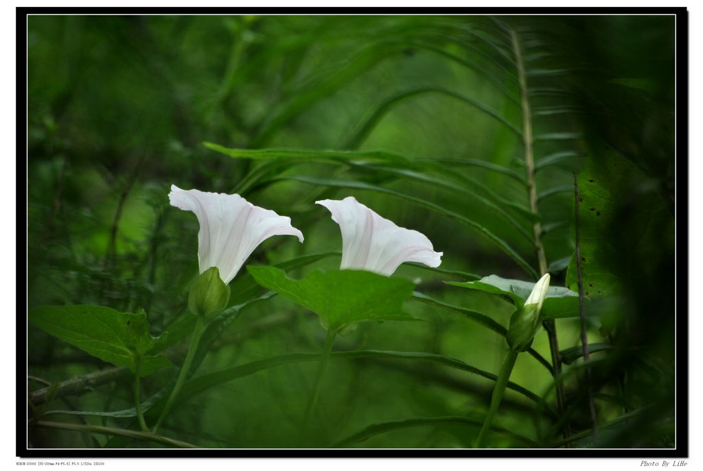 小白花 摄影 禾春玉粒