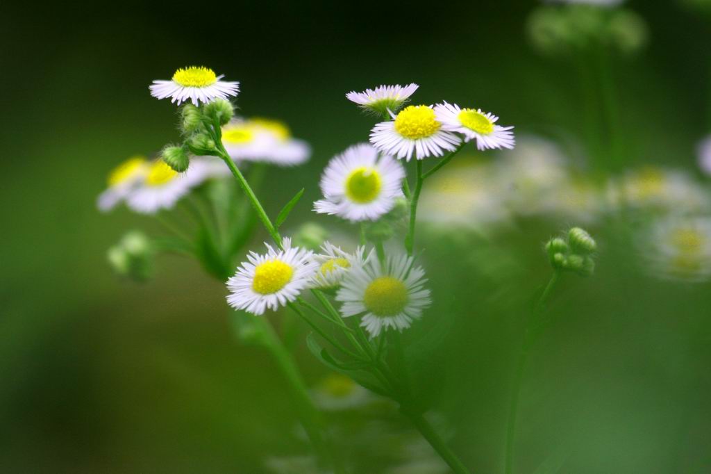 小   花 摄影 xiayang