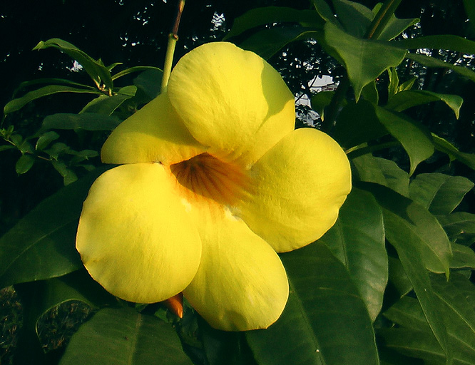 黃花 摄影 心原