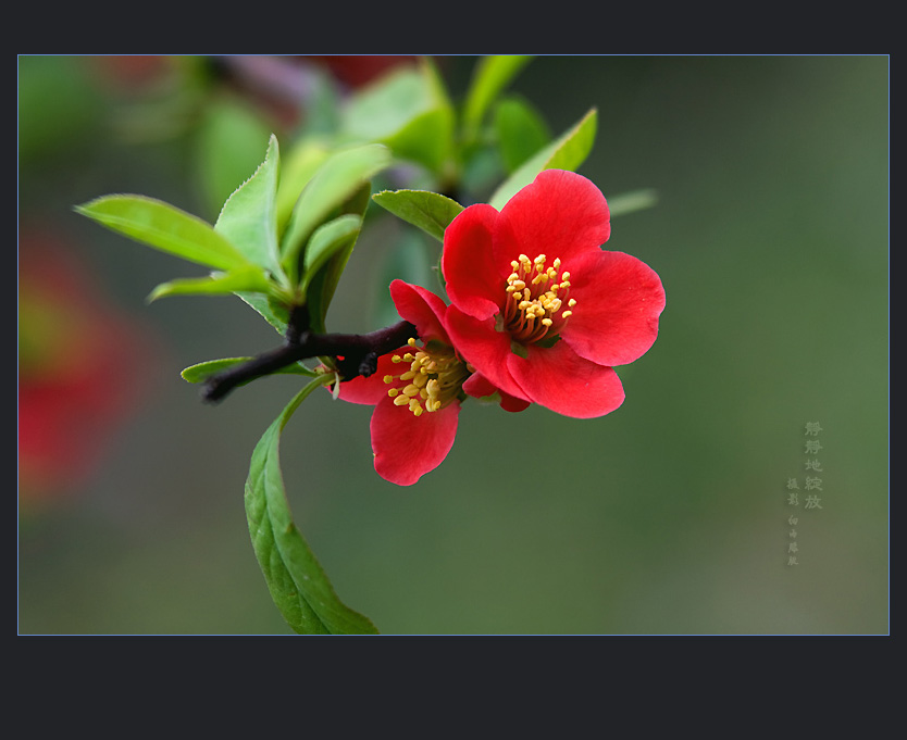 静静地绽放……小花 摄影 细雨朦胧