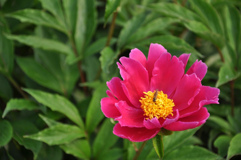 芍药花 4 摄影 一世缘