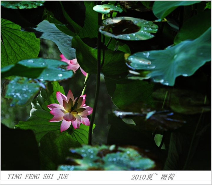 2010夏～雨荷 摄影 驿动的心