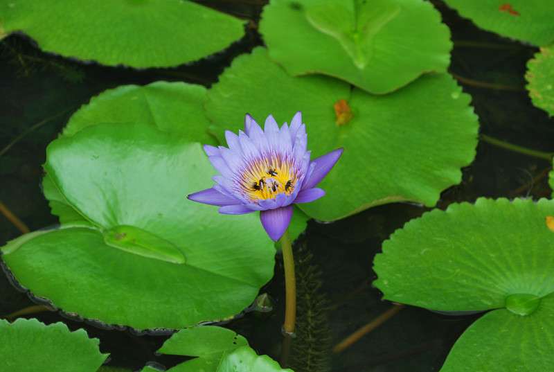 槟城植物公园 - 莲花1 摄影 七滨逍遥