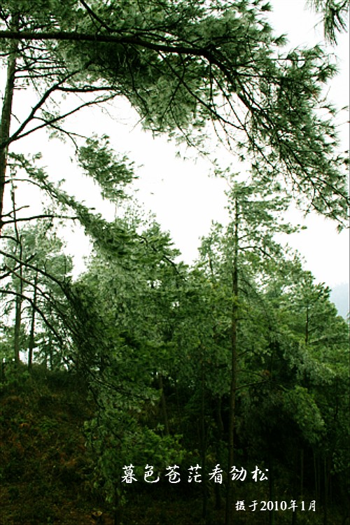 冰雪劲松 摄影 千手