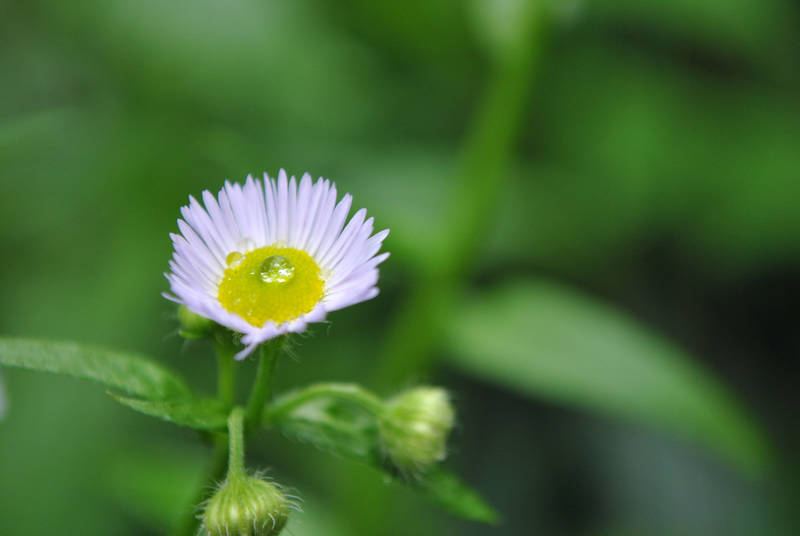 野菜花 摄影 影好