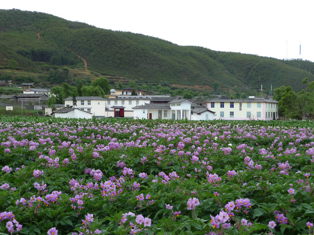 洋芋开花了 摄影 丽强