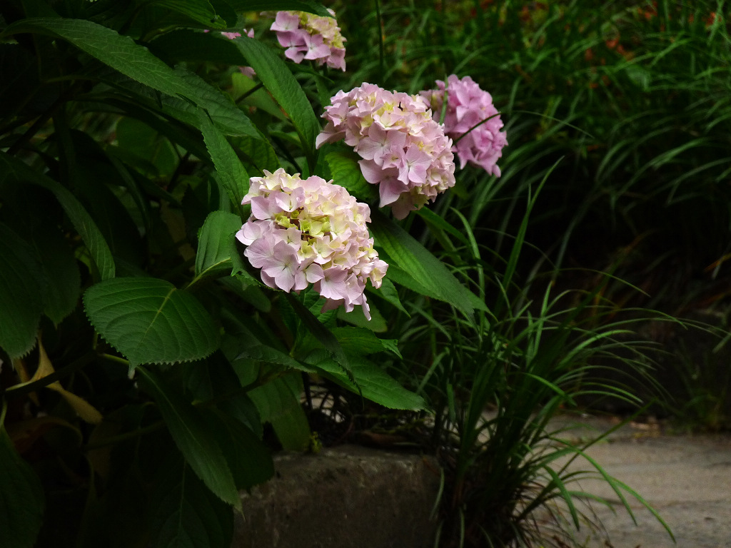 绣球花 摄影 纳米眼