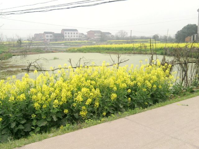 油菜花开的季节，学校附近 摄影 -HUJIE