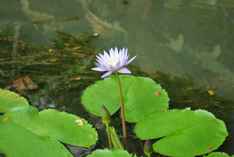 槟城植物公园 - 莲花3 摄影 七滨逍遥