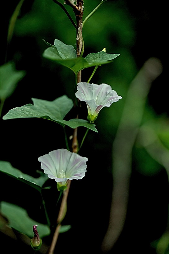 节节向上 摄影 北京逍遥游