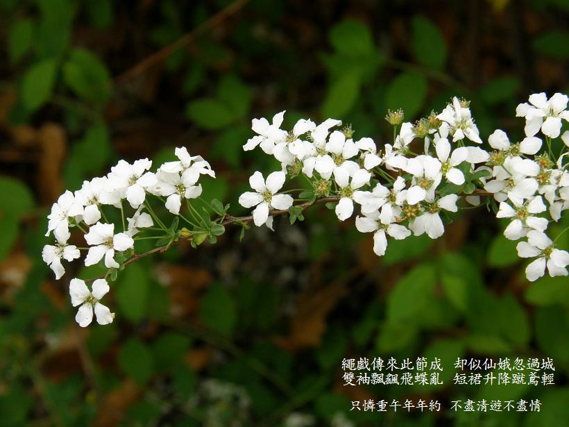 端午节 摄影 萬里香