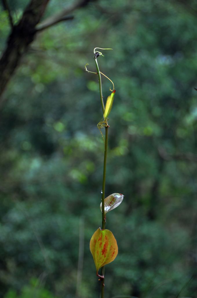 小草 摄影 新悟源