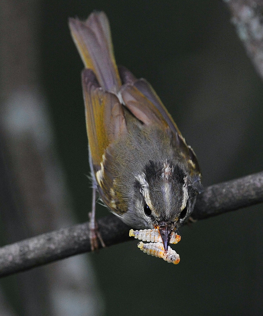 捕食归来2 摄影 梁山田地