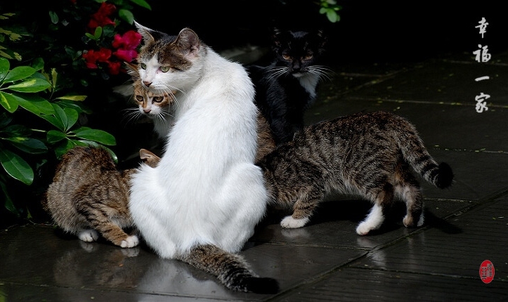 猫咪 摄影 九里堤