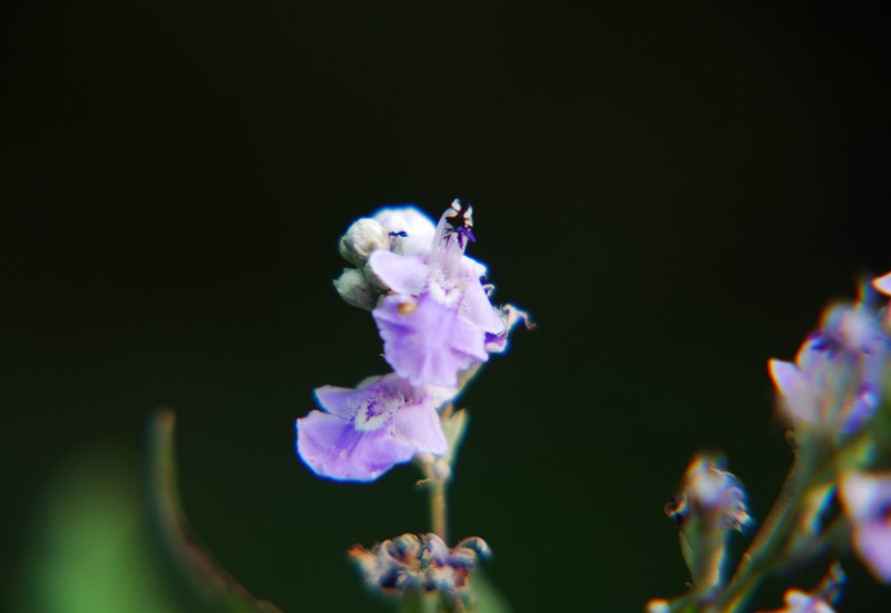 随拍小花 摄影 冷冷的风