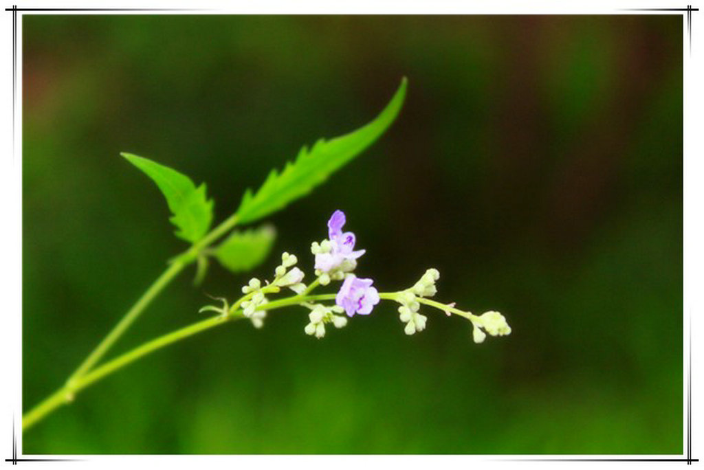 小花 摄影 幽兰茹雪