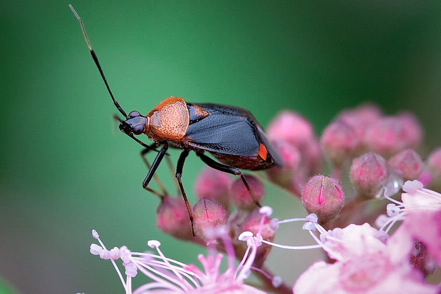 花枝翘 摄影 寒山