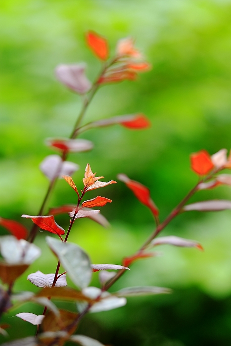 盛夏 摄影 池塘月色