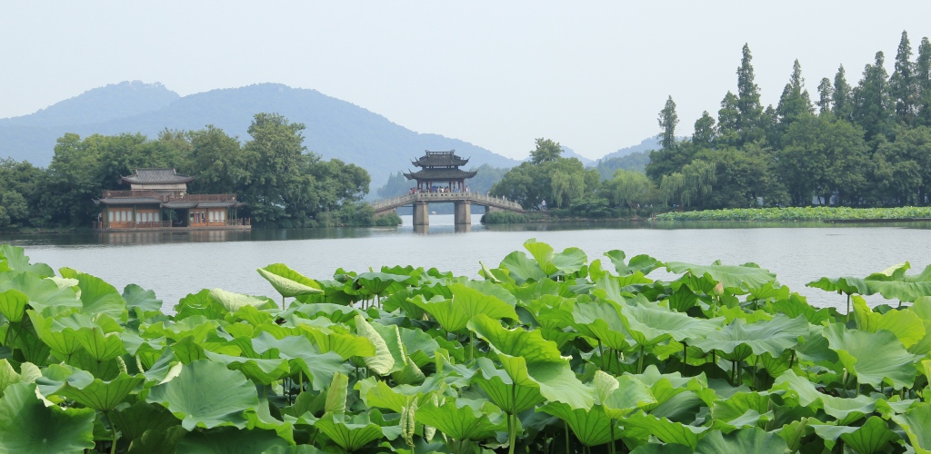 曲院风荷 摄影 空谷听风