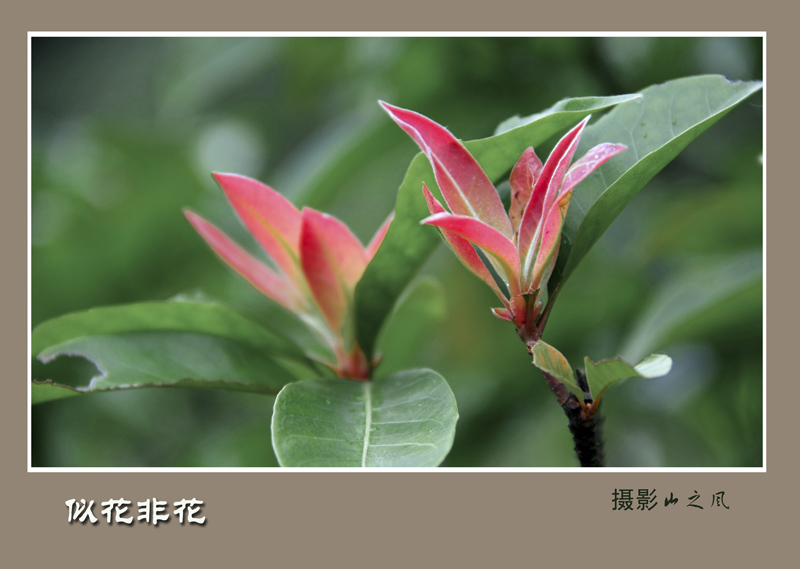 似花非花 摄影 山之风