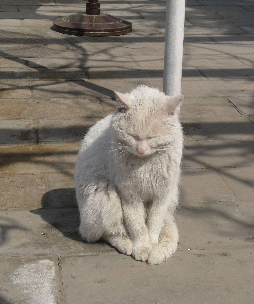 北海一悠闲老猫 摄影 qiutao