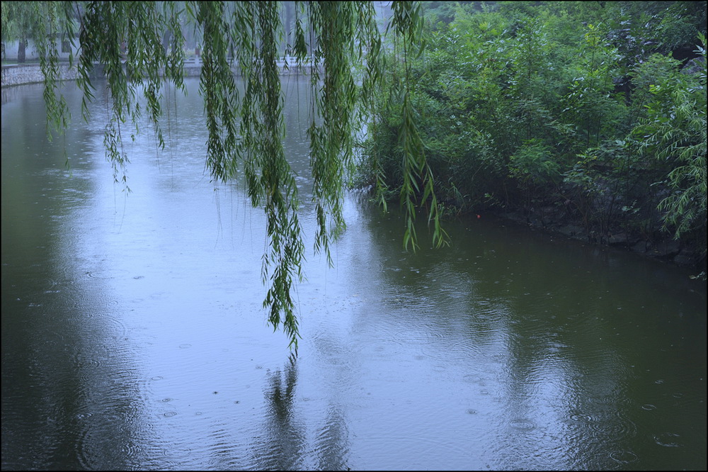 雨······ 摄影 xiexie