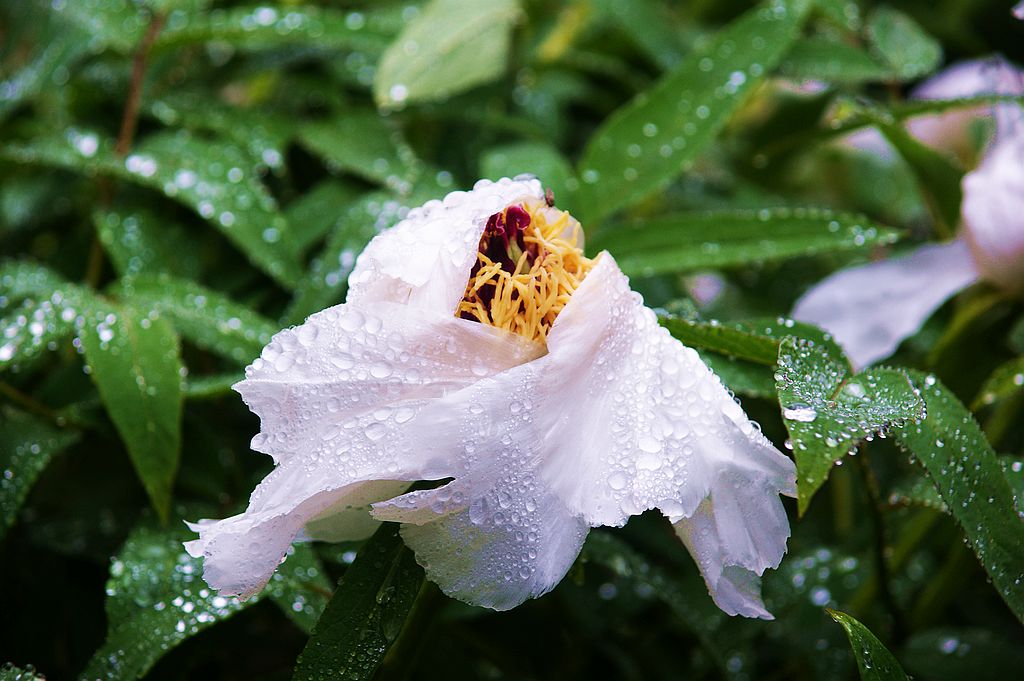 雨中的牡丹 摄影 qdzp