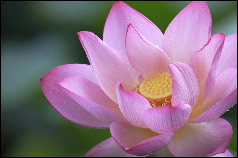 荷花 摄影 流花湖主