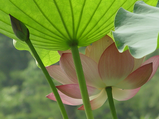 呵护 摄影 红棉