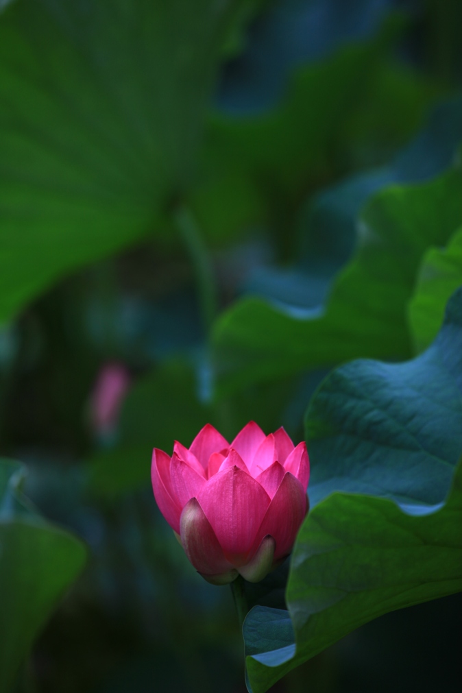 莲花 摄影 youkejin