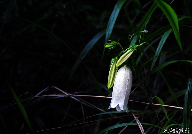 无名花 摄影 咸阳西北狼