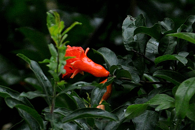 雨中石榴花 摄影 画鸣