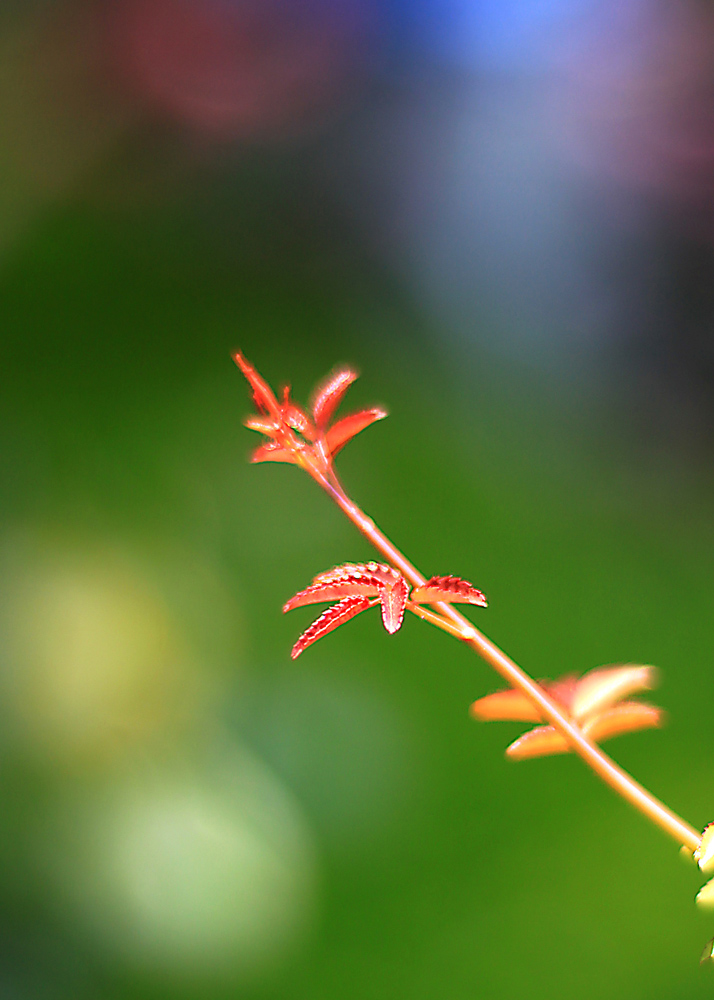 芽 摄影 梦影楼