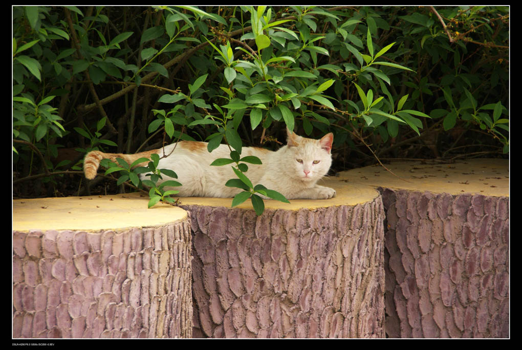 猫 摄影 山连海