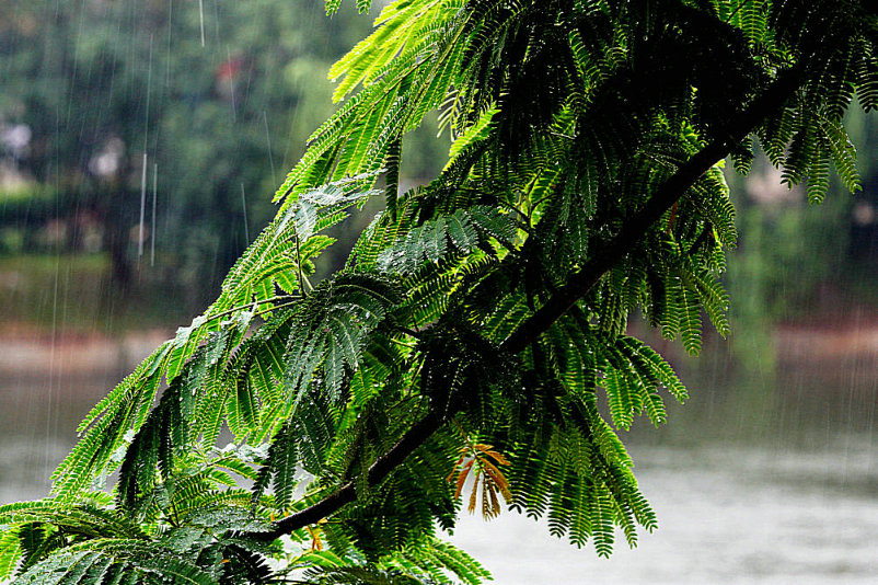 雨伴清韵 摄影 小中