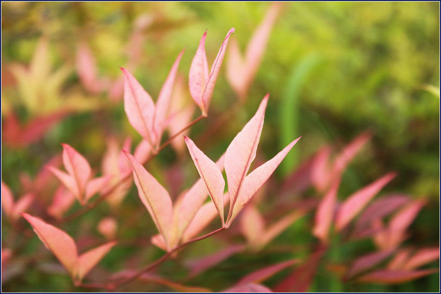 火红夏日 摄影 青花鱼