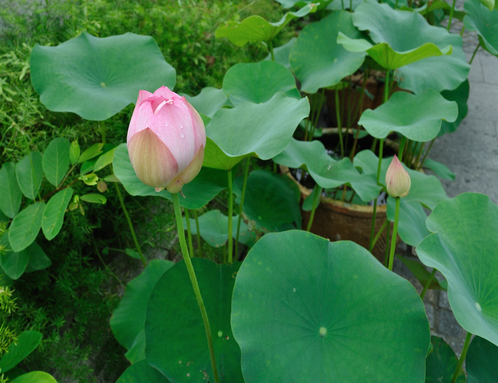 花与露水 摄影 原色深海