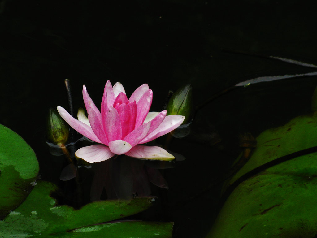 初夏 莲花 摄影 綄鎂幸福