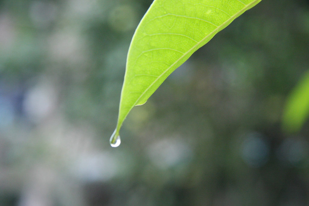 雨滴遐思 摄影 缘定乾坤