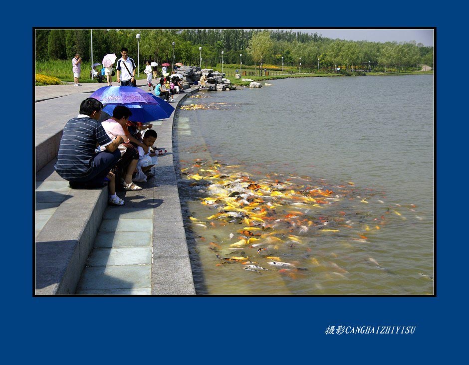 奥湖观魚 摄影 沧海之一粟