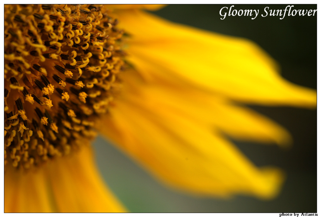 Gloomy Sunflower 摄影 Atlantic