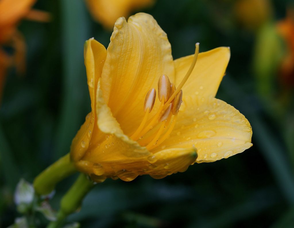 雨后黄花！ 摄影 风采陈