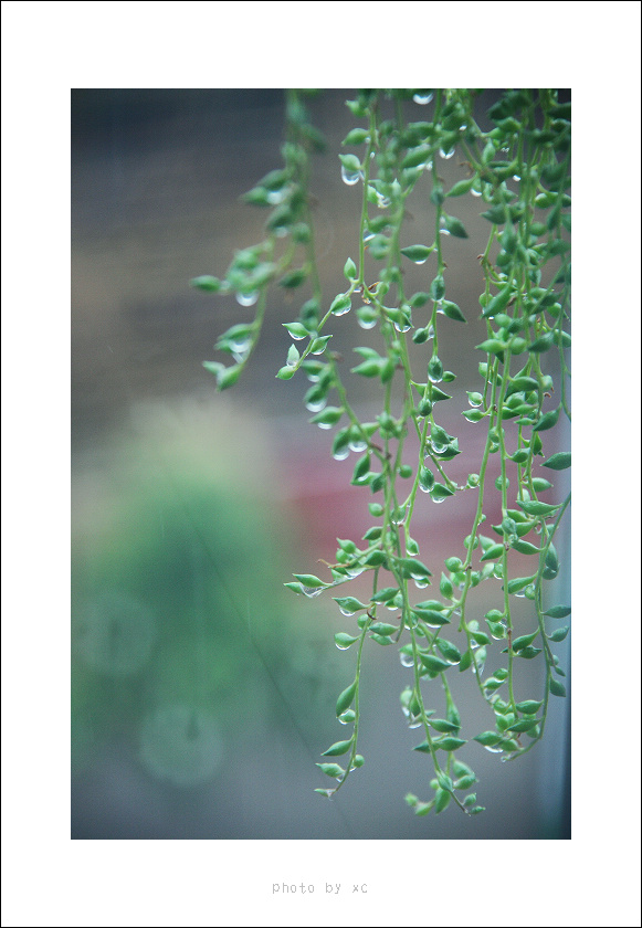 江南雨 摄影 小翠