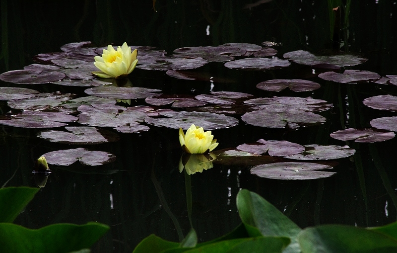 莲花(2010)十三 摄影 心有芊芊