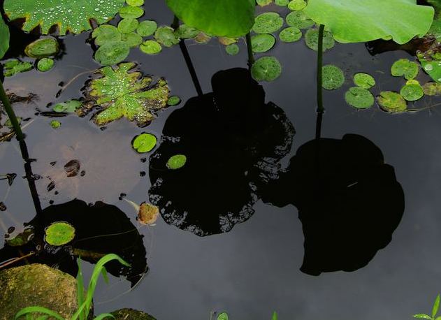 水中残荷之如墨倒影 摄影 雨夜孤雁